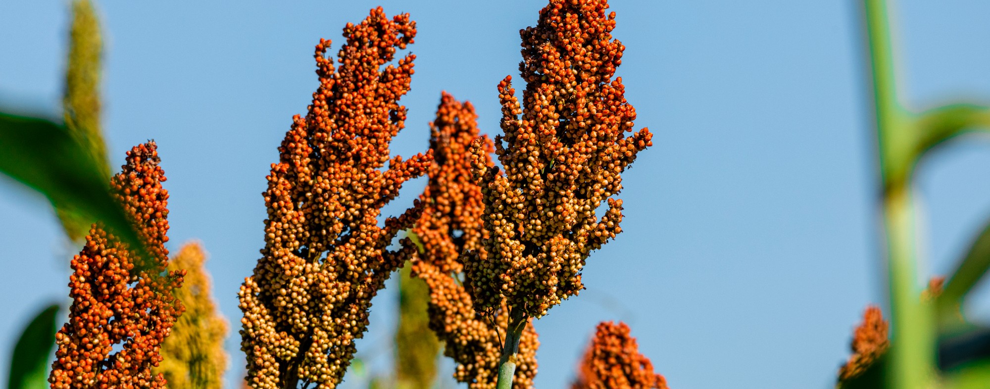 Sorgo